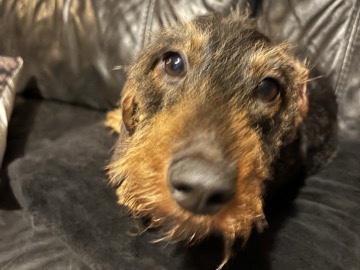 Dachshund – long hair dachshund – Southampton