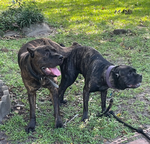 Cane Corso – puppies
