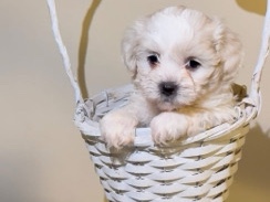Bichon Frise – Adorable Maltese Puppies - Home Reared & Loving – Nuneaton