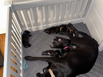 Labrador Retriever – Adorable Labrador Retriever x Pitbull  Puppy Available in New York – New York