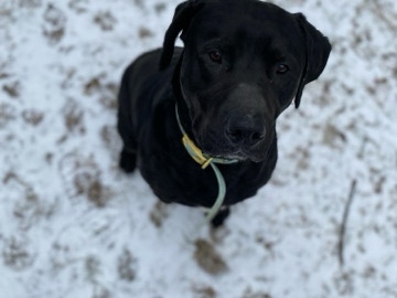 Labrador Retriever – black lab / Catahoula lepord mix – Bellevue