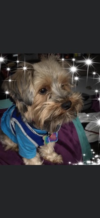 Yorkshire Terrier – Yorkie for sell