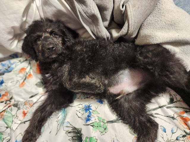 Image of Labradoodle