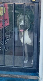 Bluenose Pitbull