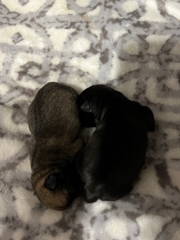 Pug – purebred pug CKC