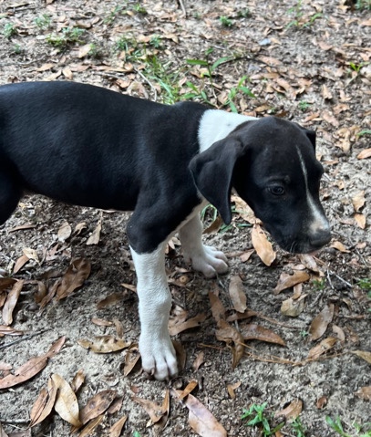 Great Dane – AKC Great Dane