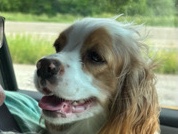 female cocker spaniel/ cavalier king puppy 