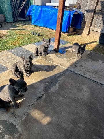French Spaniel – selling franchise