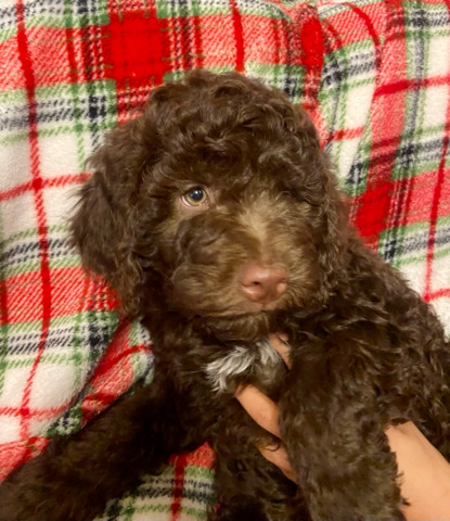 Lagotto Romagnolo – Christmas puppies