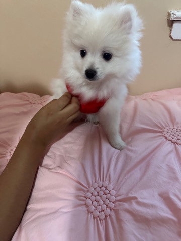Pomeranian – snow