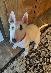 Bull and Terrier – pure bred bull terrier female 6 months old