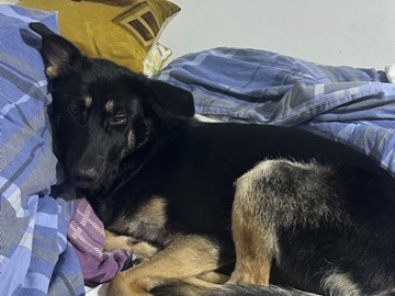 German Shepherd – female German shepherd – Bristol