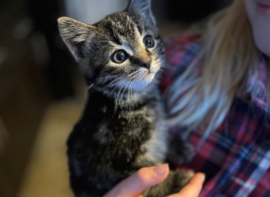 Russian White, Black and Tabby – Kittens ready for homes
