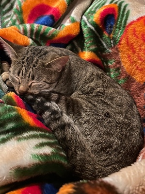 Lily Ocicat  (trained)