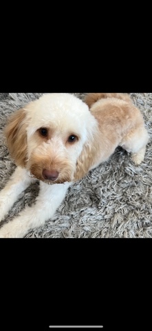 Poodle – cockapoo puppy