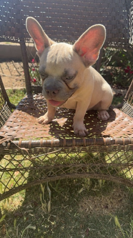 French Bulldog – French bulldog