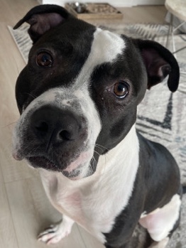 American Pit Bull Terrier – Precious Pitbull looking for his fur-ever home