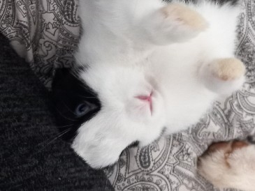 Holland Lop – lapine hollandaise 5bmois