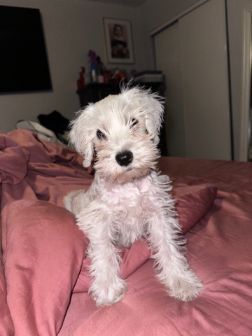 Miniature Schnauzer – miniature schnauzer