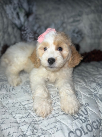 Poodle – golden doodle