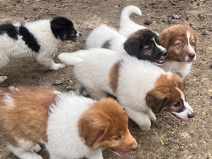 Bulgarian Shepards – Staley
