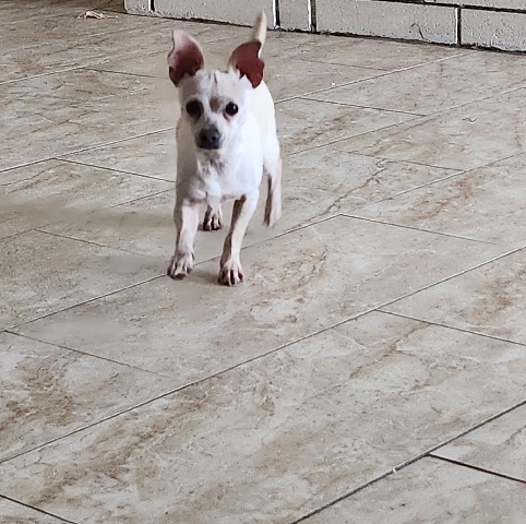 Chihuahua – rehome