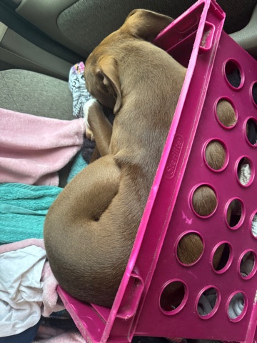 Rhodesian Ridgeback – only looking for ***