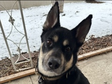 Alaskan Malamute – Alaskan Malamute/ German Shepherd mix