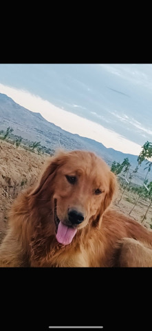 Golden Retriever – golden retrievers