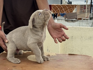 Neapolitan Mastiff - Top quality Neopolitian mastiff puppies for sale  available for adoption in Bengaluru