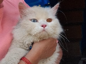 Persian (Modern) – Adorable Odd-Eyed Beautiful Modern 12-Month-Old Persian Cat for Sale in Ghaziabad – Ghaziabad