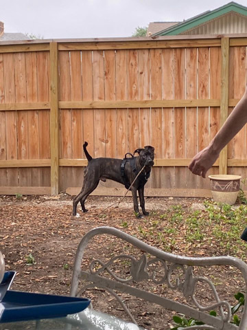 American Pit Bull Terrier – rehoming