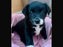 Border Collie - Border Collie puppies  available for adoption in Lady Lake