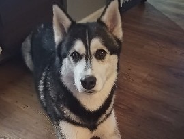 Siberian Husky – Simba syberian Husky – Sudbury