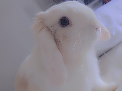 American – Bunny Bunny – Wake Forest