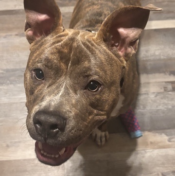 American Pit Bull Terrier – pit bull named pretty looking for a new home moving – Grand Rapids