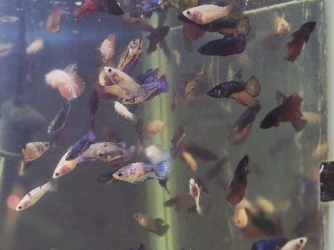 Betta – Betta Fish: Koi Plakat and Crowntail Halfmoon – Winnipeg
