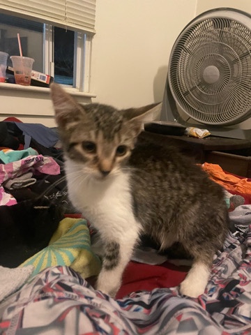 Needs a home