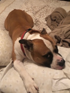 American Pit Bull Terrier – In need of a loving home