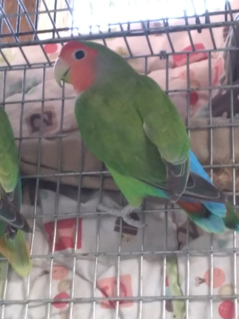 female love Bird 🐦 Whittier, California