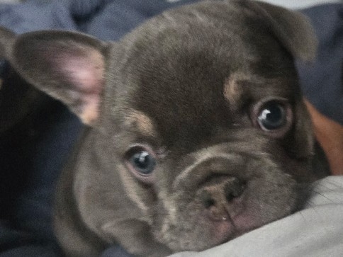 French Bulldog – FRENCH BULL DOG PUPPIES – San Antonio