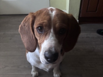 BEAGLE (Female) Leela 