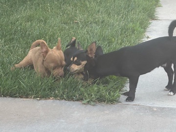 Chihuahua – Rehoming Chihuahua Mix – Moriarty