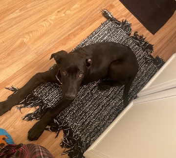 Great Dane – Great Dane / German Shepard