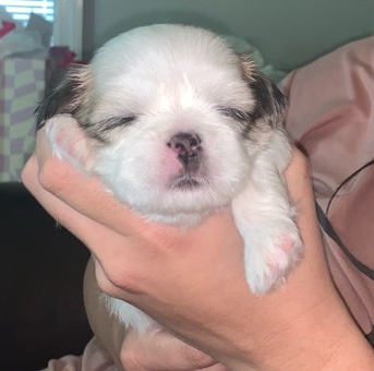 Shih Tzu – Shih-tzu puppy - FEMALE