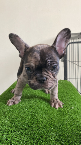 French Bulldog – Blue merle