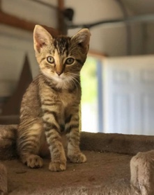 Russian White, Black and Tabby – Torbie Kitten.