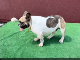 Bulldog – Maximilian male Frenchie