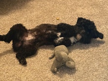 Shih Poo – Shih Poo Looking for a Loving Home! – Columbia