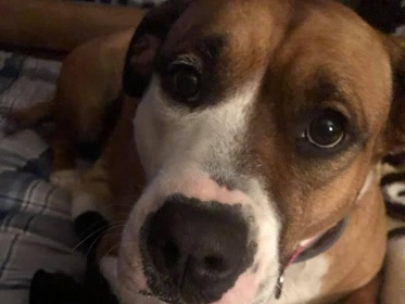 American Pit Bull Terrier – Rehome for very sweet girl – Richmond